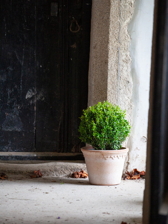 The Ilex Dome provides evergreen, year round interest.